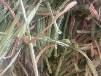 450mt Barley Hay 792kg 8x4x3 Bales (Southern Mallee)