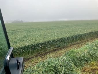 150mt Wheaten Hay 600-650kg 8x4x3 Bales