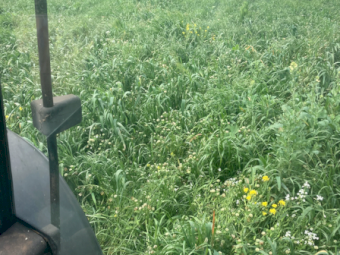 150mt Wheaten Hay 600-650kg 8x4x3 Bales