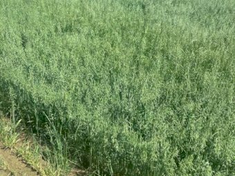 3000 x Oaten Hay Small Squares