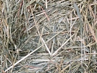 3000 x Oaten Hay Small Squares