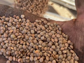 200mt Thunder Lentils