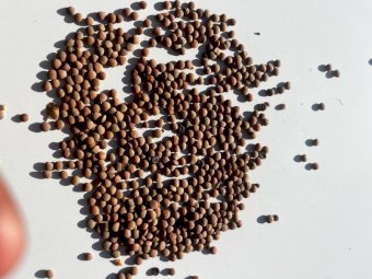 200mt Thunder Lentils