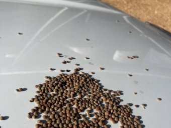 200mt Thunder Lentils