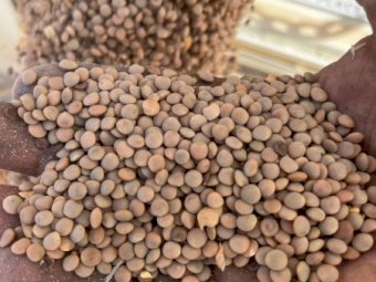 200mt Thunder Lentils