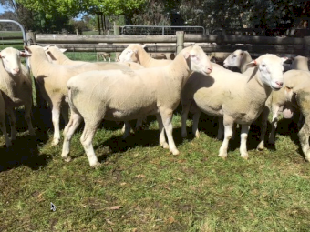 2023 White Suffolk Rams