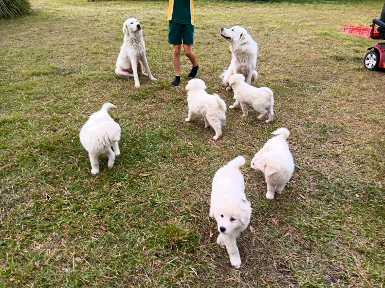 Maremma Puppies for sale