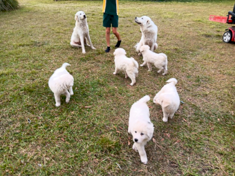 Maremma Puppies for sale