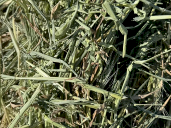 2024 Wheaten Hay 8x4x3