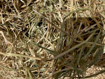 Pasture Hay 500kg 5x4 Rolls