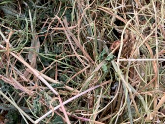 Pasture Hay 500kg 5x4 Rolls