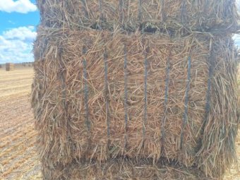80 mt Barley Hay 700kg 8x4x3 Bales