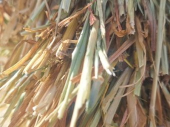 80 mt Barley Hay 700kg 8x4x3 Bales