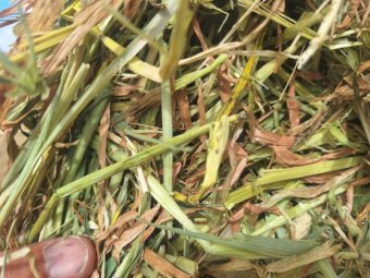 80 mt Barley Hay 700kg 8x4x3 Bales