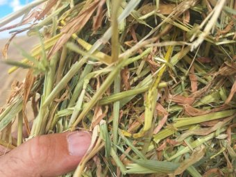 80 mt Barley Hay 700kg 8x4x3 Bales