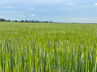 150 x Barley and Oats Silage