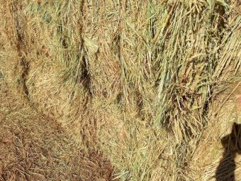 500mt Wheaten Hay 650-700kg 8x4x3 Bales