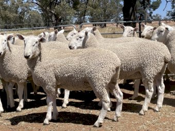 July/August 2023 Drop Border Leicester Rams, Shorn 31/7/24.
