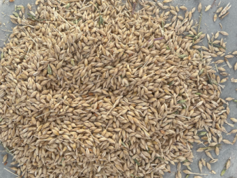100mt Feed Barley