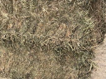 80mt Vetch Hay 650kg 8x4x3 Bales