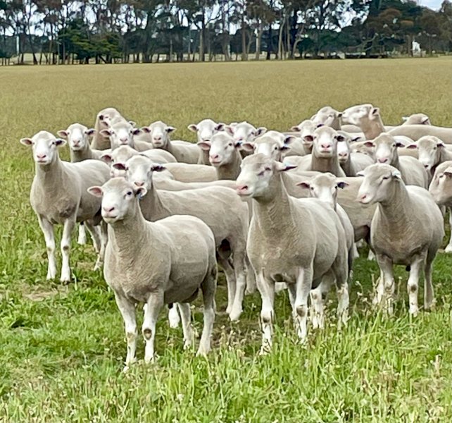 *PRICE REDUCED* Ballark Premium Poll Dorset Rams