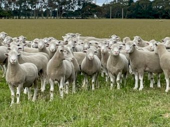 *PRICE REDUCED* Ballark Premium Poll Dorset Rams