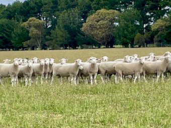 *PRICE REDUCED* Ballark Premium Poll Dorset Rams