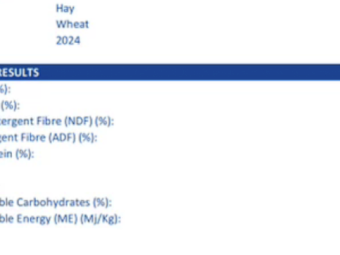 600 m/t 2024 Wheaten Hay 8x4x3