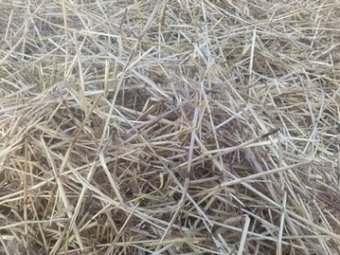 2024 1000MT  Barley Straw 8x4x3