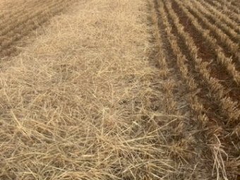 2024 1000MT  Barley Straw 8x4x3