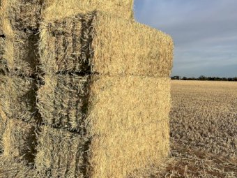 600 m/t 2024 Wheaten Hay 8x4x3