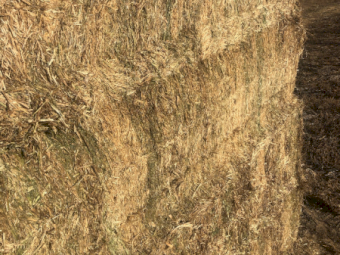 450mt Vetch Hay 650kg 8x4x3 Bales