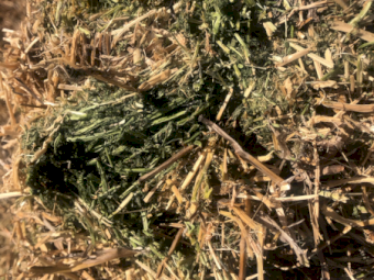 450mt Vetch Hay 650kg 8x4x3 Bales