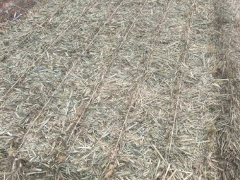 1500 mt Wheaten Hay 24/25 season