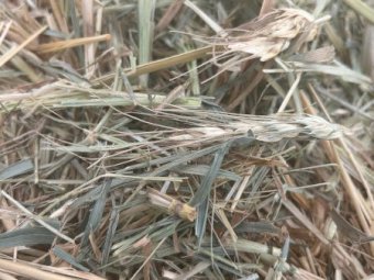 1500 mt Wheaten Hay 24/25 season
