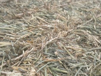 1500 mt Wheaten Hay 24/25 season