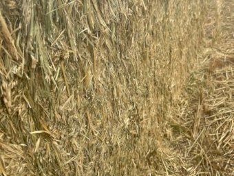 1500 mt Wheaten Hay 24/25 season