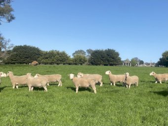 Wakeleigh White Suffolk Rams