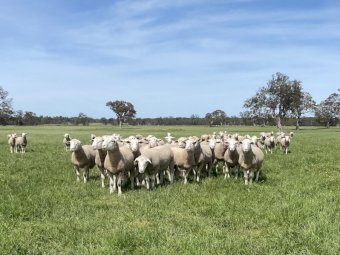 Wakeleigh White Suffolk Rams