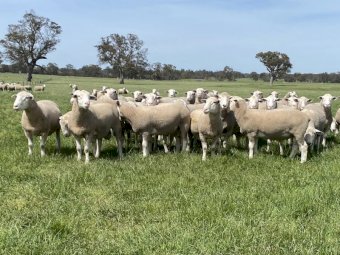 Wakeleigh White Suffolk Rams