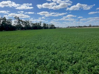 10 x Lucerne Hay 5x4 Round Bales