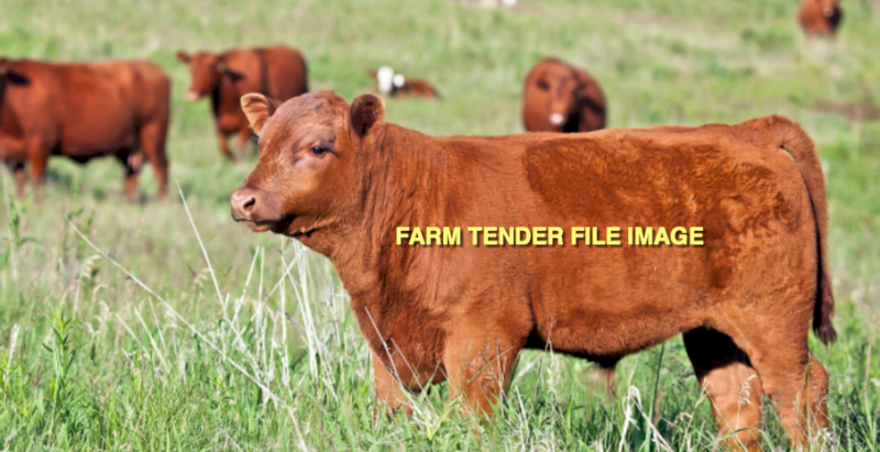 WANTED  Red Angus Bull