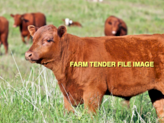 WANTED  Red Angus Bull
