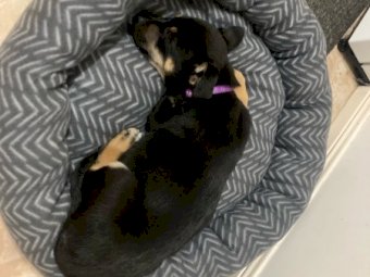 Kelpie Cross Cattle Pup