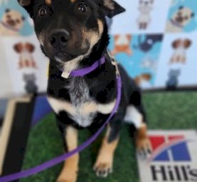 Kelpie Cross Cattle Pup