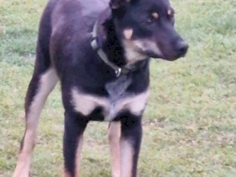 Kelpie Cross Cattle Pup