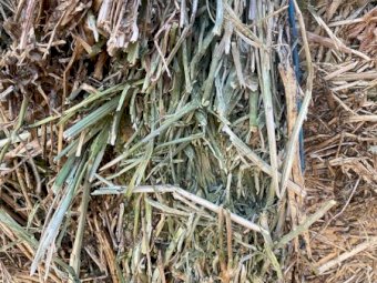 Vetch and Canola Hay 2024 Season