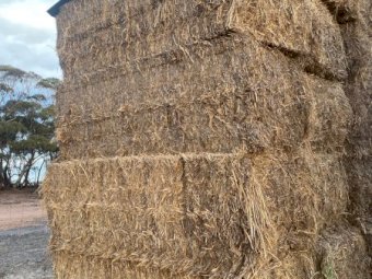 Vetch and Canola Hay 2024 Season
