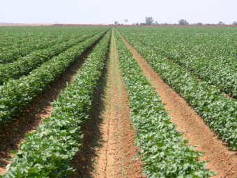 Cotton Sustain - Ex Brisbane