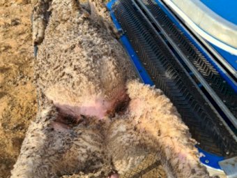 2020 Racewell Te Pari HD4 Sheep Handler